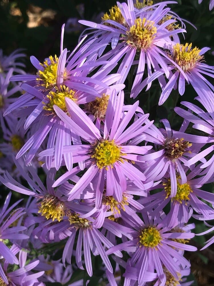 Italian Aster