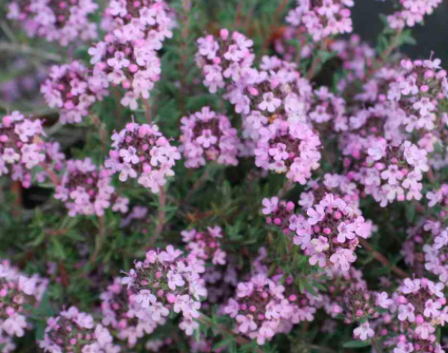 thyme 'Peter Davis'