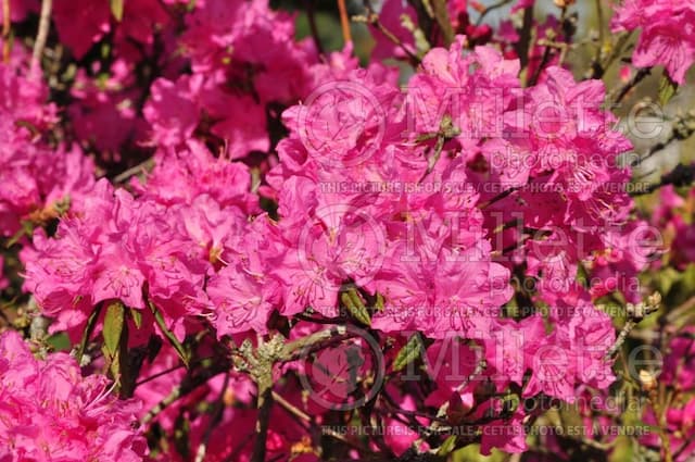 Rhododendron 'Ostara'