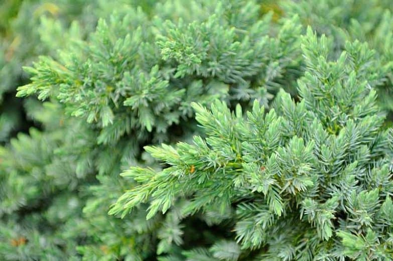 Temple Juniper 'Blue Pacific'