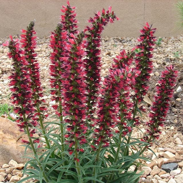 Echium amoenum 'Red Feathers'