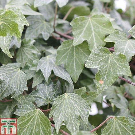 Canary Islands Ivy 'Green Ripple'