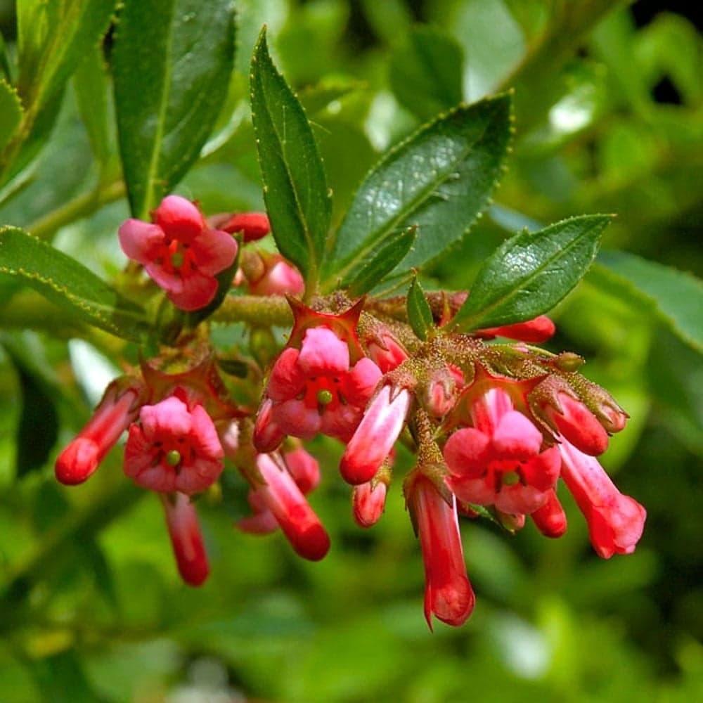 Chilean gum box