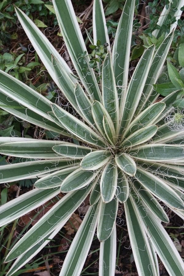 variegated needle palm