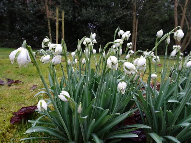 snowdrop 'Rodmarton'