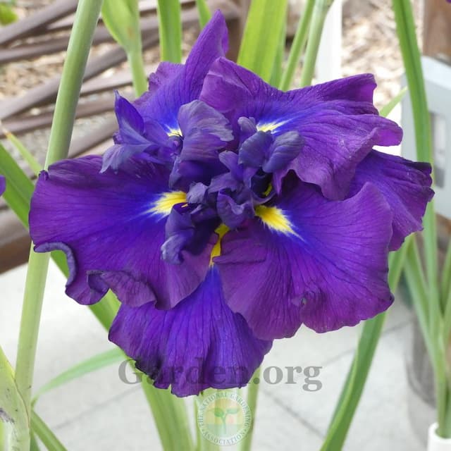 Japanese water iris 'Summer Storm'
