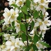 Mock orange 'Erectus'