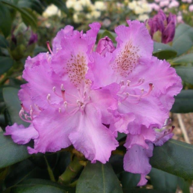 Rhododendron 'Mrs Davies Evans'