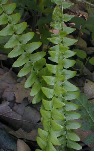 ebony spleenwort