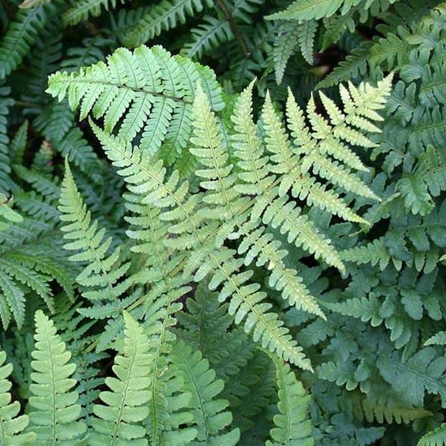 Evergreen wood fern