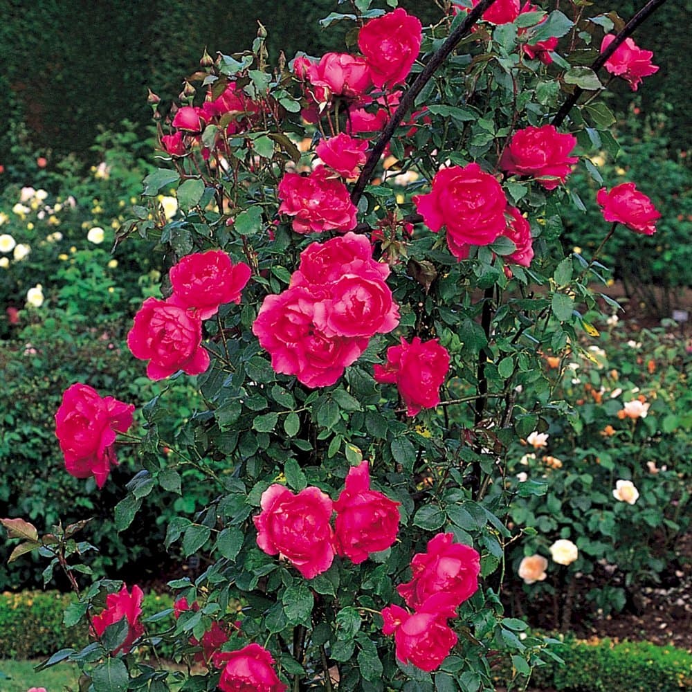 rose 'Parade'