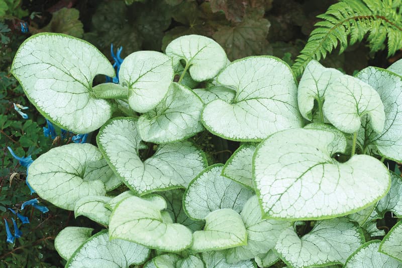 Siberian bugloss 'Looking Glass'