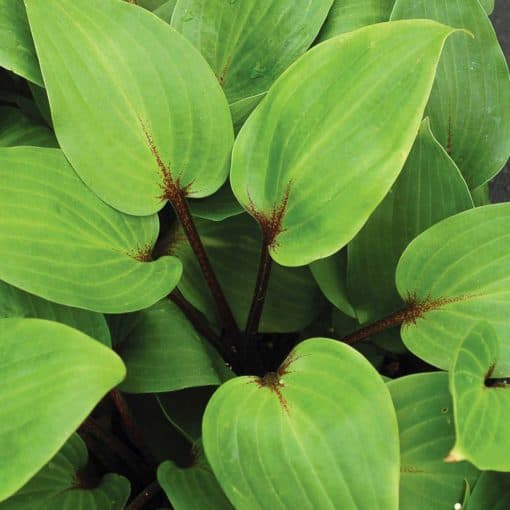 plantain lily 'Purple Heart'