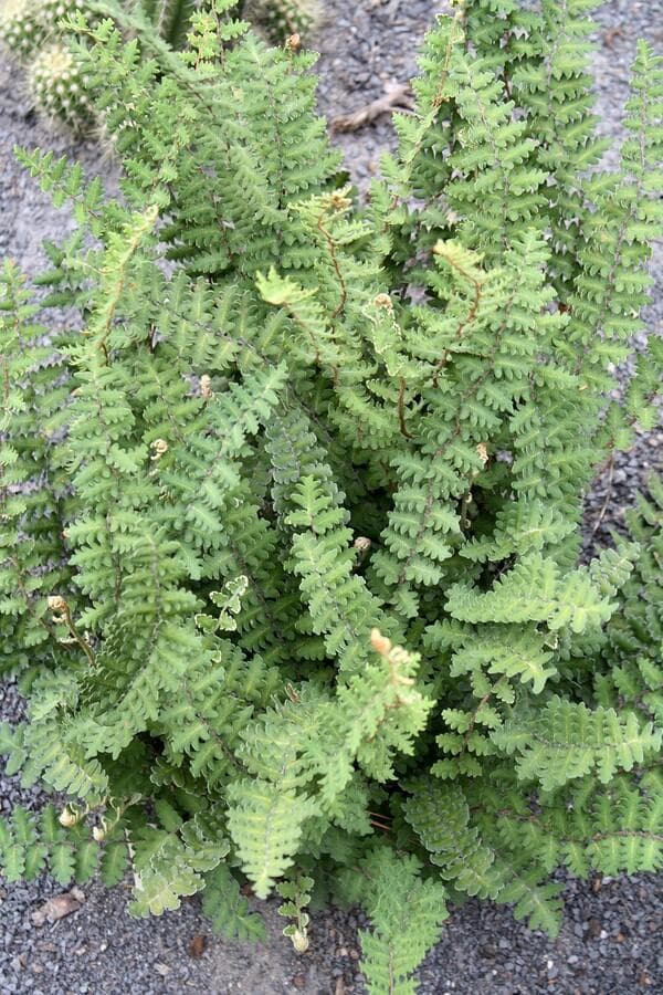 Wavy cloak fern