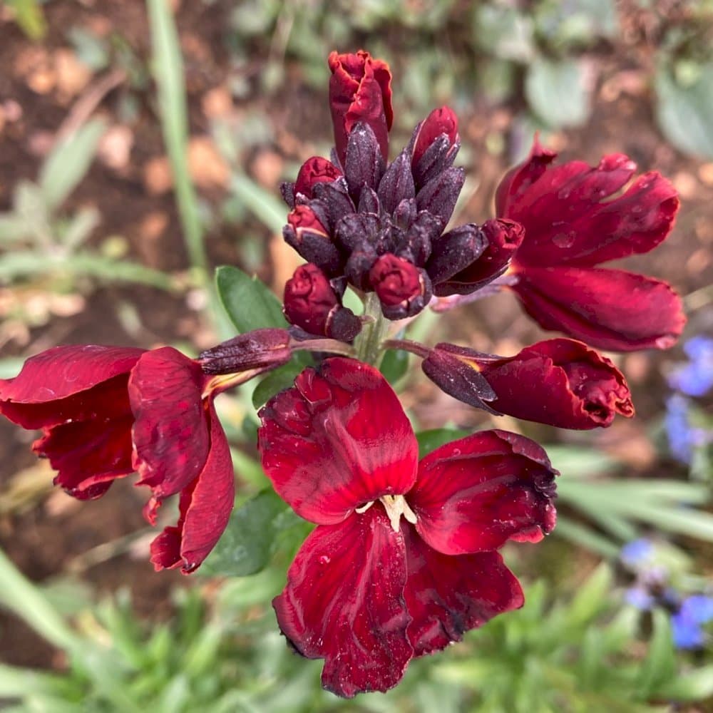 wallflower 'Persian Carpet'