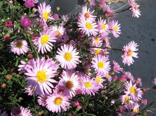 Aster 'Vasterival'