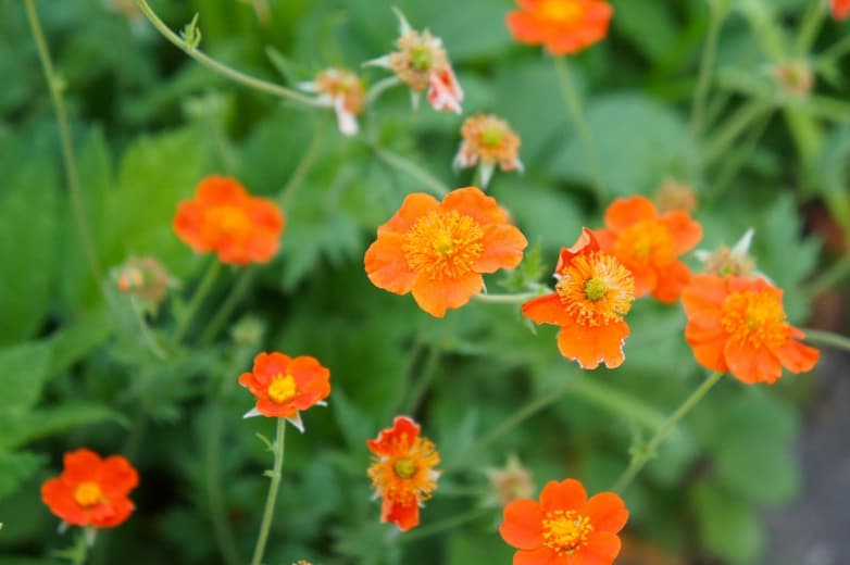 avens 'Borisii'