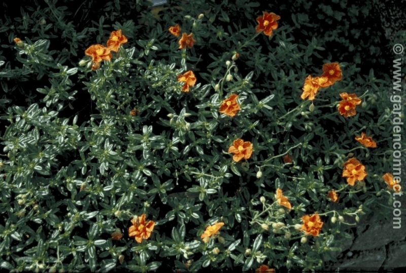 Rock rose 'Ben More'