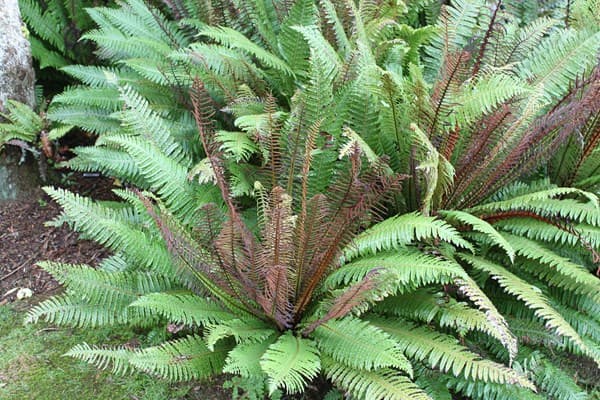 crown fern