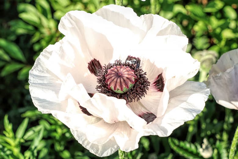 oriental poppy 'Royal Wedding'