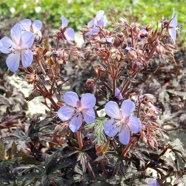 Meadow Crane's-Bill 'Hocus Pocus'