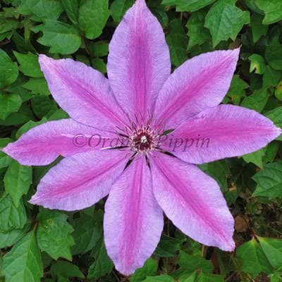 clematis 'Barbara Dibley'