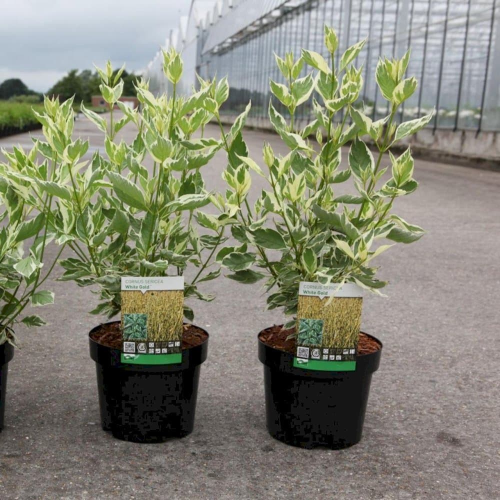 dogwood 'White Gold'