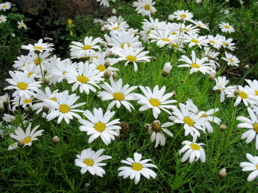 marguerite