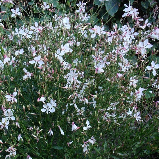 White gaura