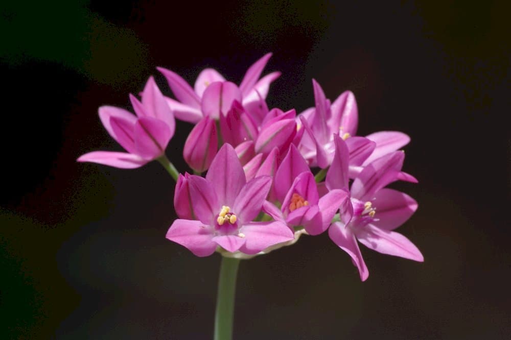 pink lily leek 'Zwanenburg'