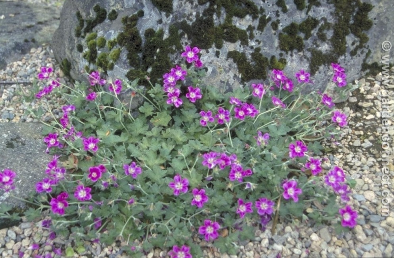 cranesbill 'Orkney Pink'