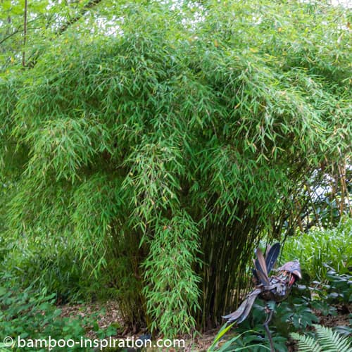 umbrella bamboo 'Simba'