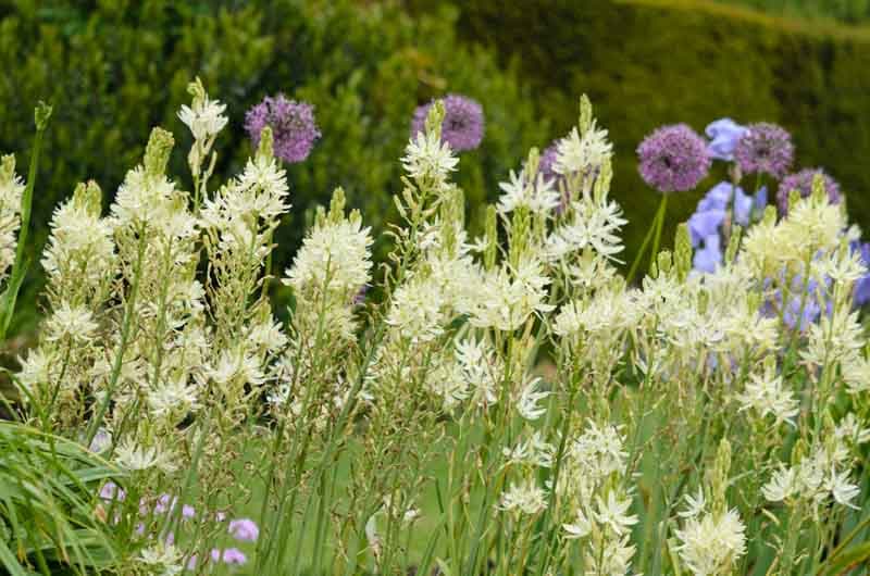 Leichtlin's Camassia 'Alba'