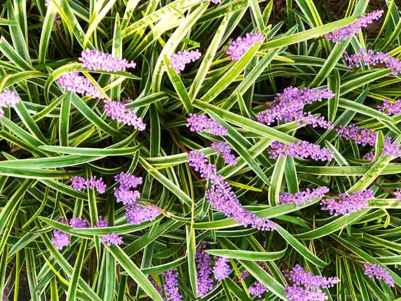 Big blue lilyturf 'Gold-banded'