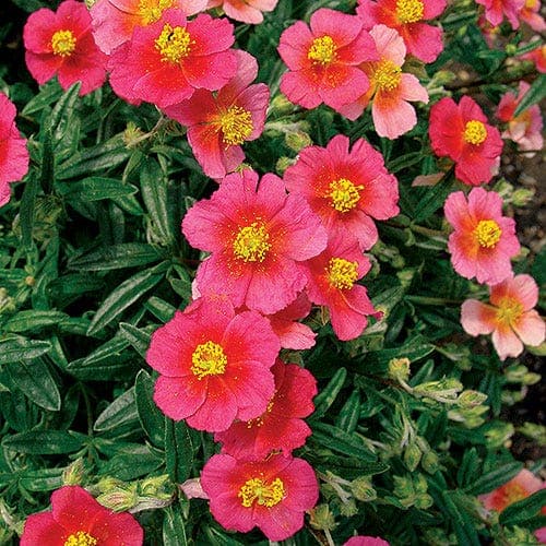 Rock rose 'Ben Ledi'