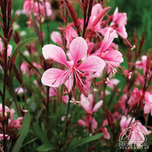 Clockweed 'Passionate Pink'