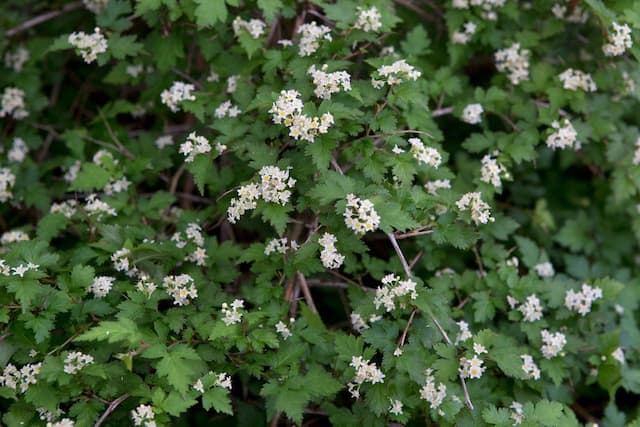 Lace shrub 'Crispa'