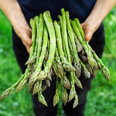 asparagus 'Connover's Colossal'