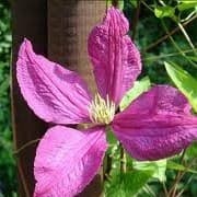 clematis 'Jenny Caddick'