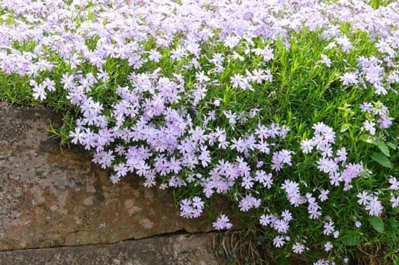 Moss Phlox 'Emerald Cushion'