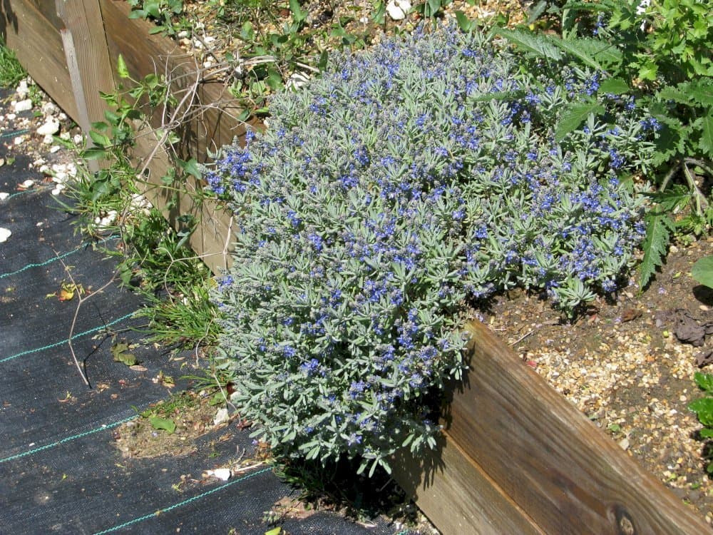 ash-coloured speedwell