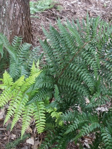 Champion's Wood Fern