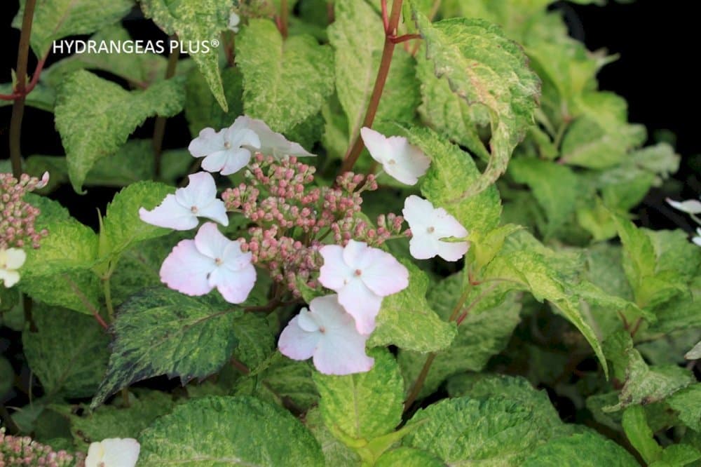 Mophead Hydrangea 'Oamacha'