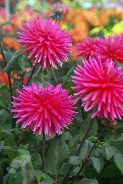 dahlia 'City of Leiden'