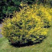 Leyland cypress 'Robinson's Gold'