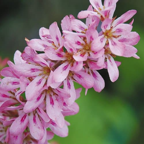 Bridalwreath 'Pink Giant'