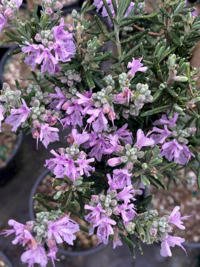 Rosemary 'Majorca Pink'