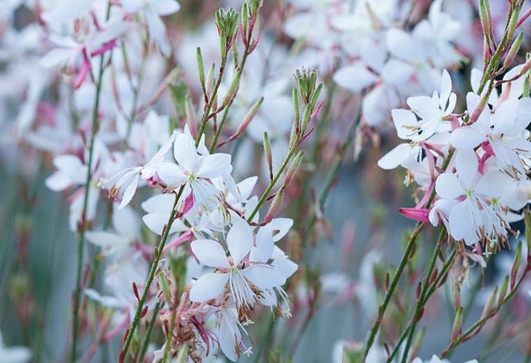 White gaura 'The Bride'