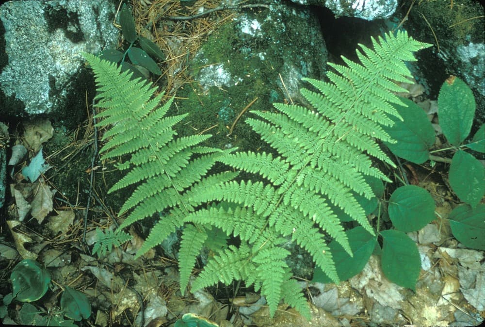 narrow buckler fern