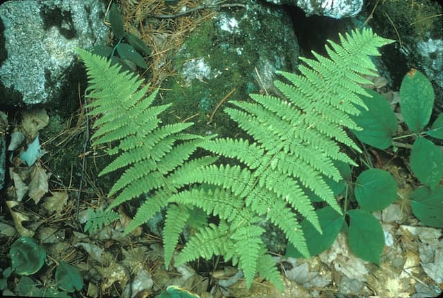 Narrow buckler fern